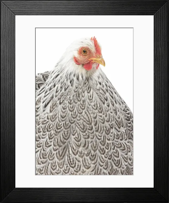 Framed Print : Picture No. 11771516 Framed Print : Picture No. 11771516