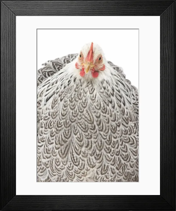 Framed Print : Picture No. 11771517 Framed Print : Picture No. 11771517