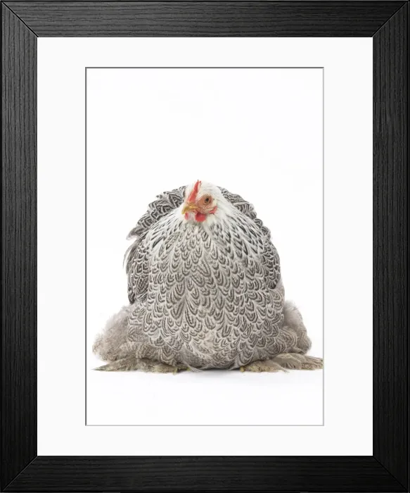 Framed Print : Picture No. 11771518 Framed Print : Picture No. 11771518