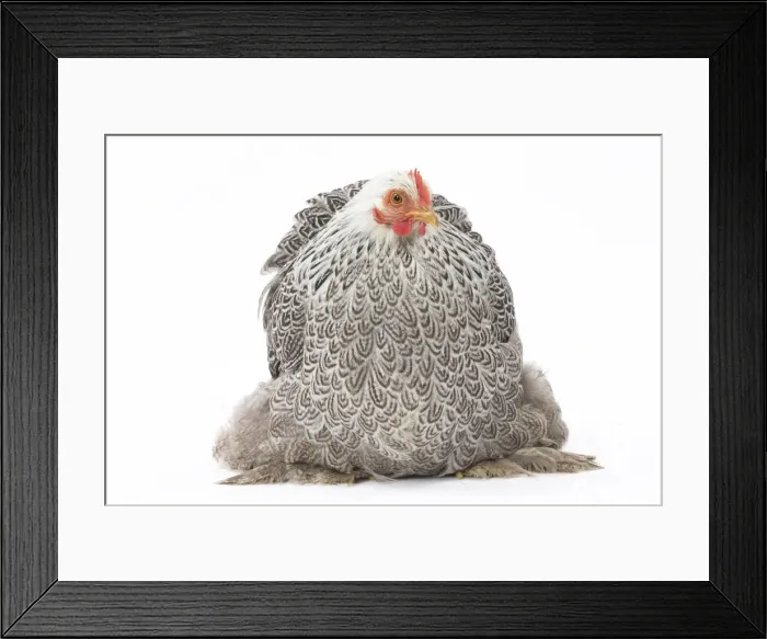 Framed Print : Picture No. 11771519 Framed Print : Picture No. 11771519