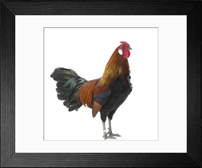 Framed Print : Picture No. 11771520 Framed Print : Picture No. 11771520