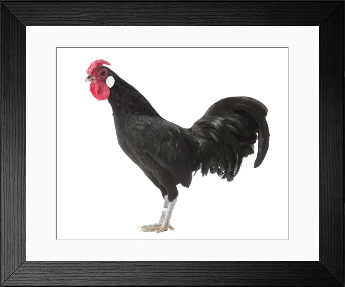 Framed Print : Picture No. 11771522 Framed Print : Picture No. 11771522