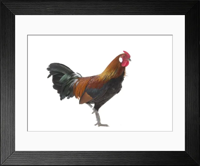 Framed Print : Picture No. 11771521 Framed Print : Picture No. 11771521