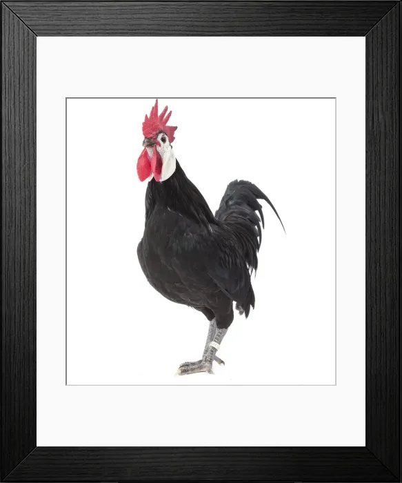 Framed Print : Picture No. 11771524 Framed Print : Picture No. 11771524