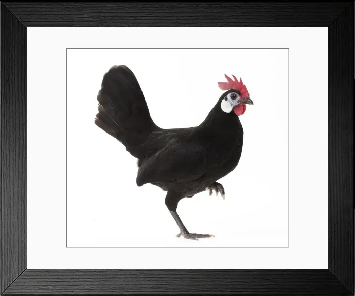 Framed Print : Picture No. 11771526 Framed Print : Picture No. 11771526