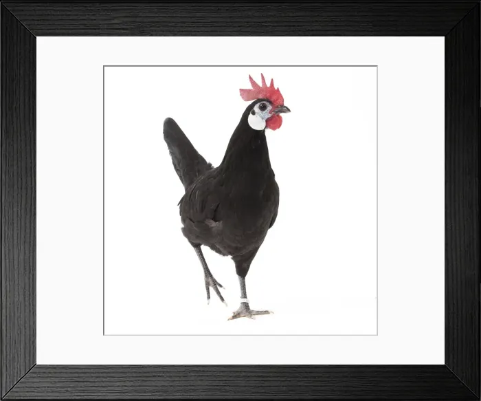 Framed Print : Picture No. 11771527 Framed Print : Picture No. 11771527