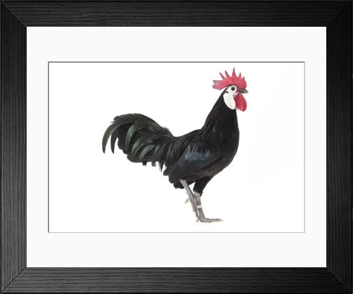 Framed Print : Picture No. 11771525 Framed Print : Picture No. 11771525
