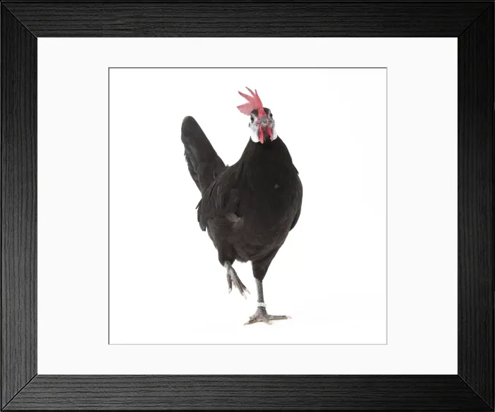 Framed Print : Picture No. 11771528 Framed Print : Picture No. 11771528