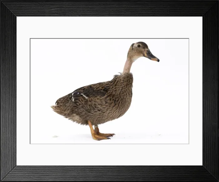 Framed Print : Picture No. 11771530 Framed Print : Picture No. 11771530