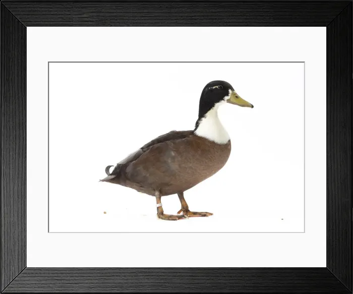 Framed Print : Picture No. 11771533 Framed Print : Picture No. 11771533