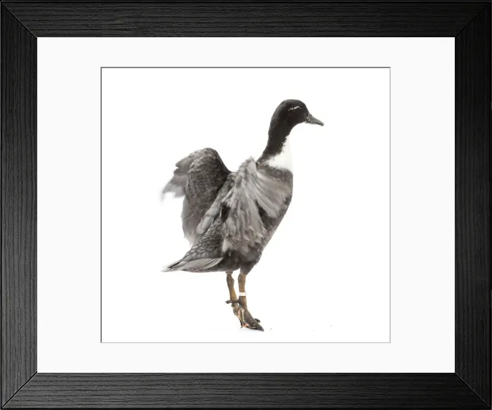 Framed Print : Picture No. 11771534 Framed Print : Picture No. 11771534