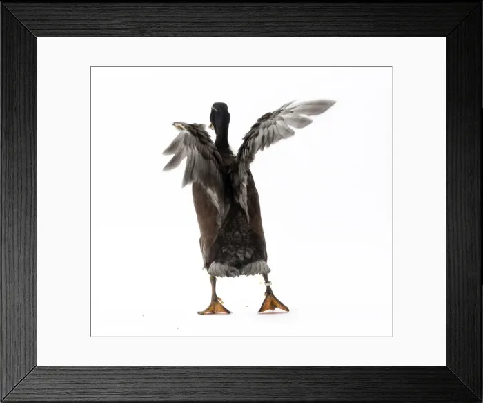 Framed Print : Picture No. 11771532 Framed Print : Picture No. 11771532