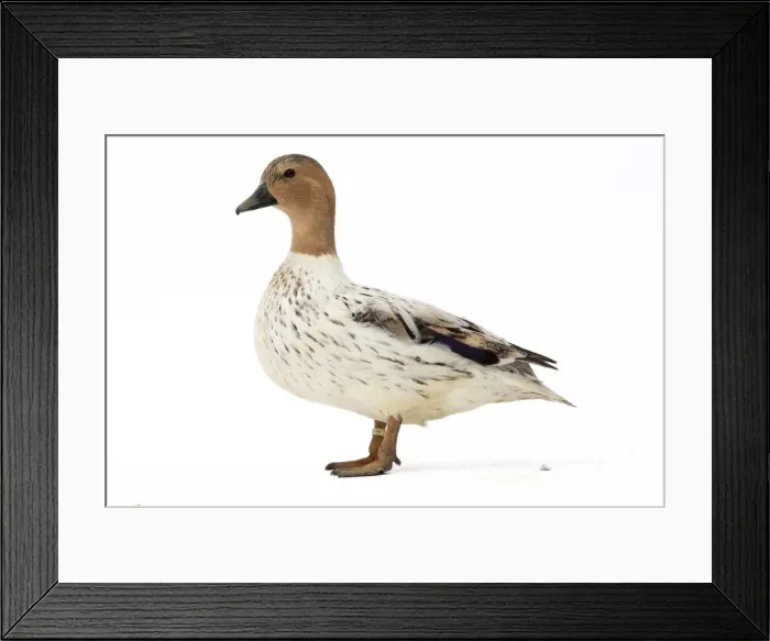 Framed Print : Picture No. 11771538 Framed Print : Picture No. 11771538