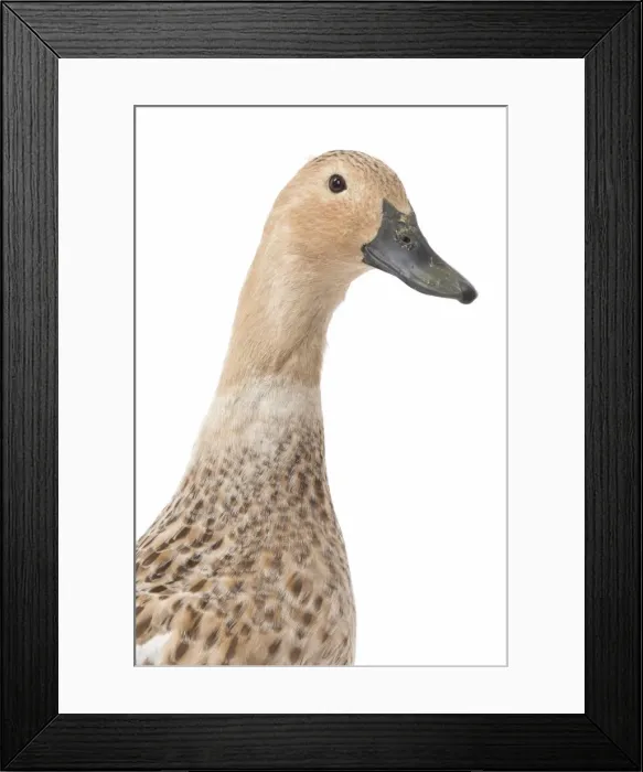 Framed Print : Picture No. 11771537 Framed Print : Picture No. 11771537