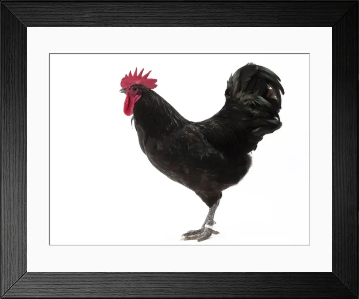Framed Print : Picture No. 11771540 Framed Print : Picture No. 11771540