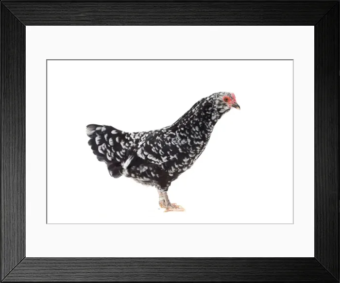 Framed Print : Picture No. 11771541 Framed Print : Picture No. 11771541