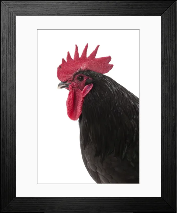 Framed Print : Picture No. 11771539 Framed Print : Picture No. 11771539