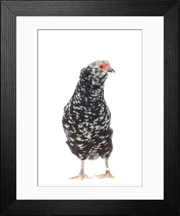 Framed Print : Picture No. 11771542 Framed Print : Picture No. 11771542