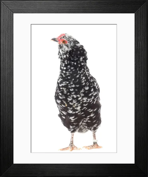 Framed Print : Picture No. 11771543 Framed Print : Picture No. 11771543