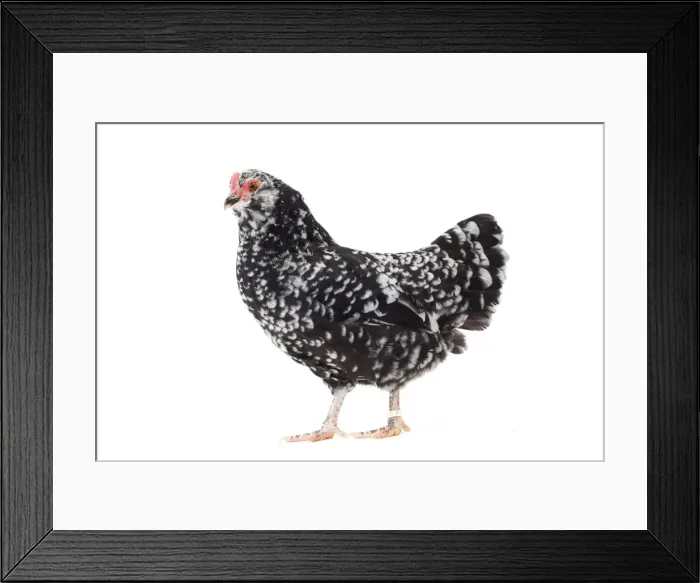 Framed Print : Picture No. 11771544 Framed Print : Picture No. 11771544