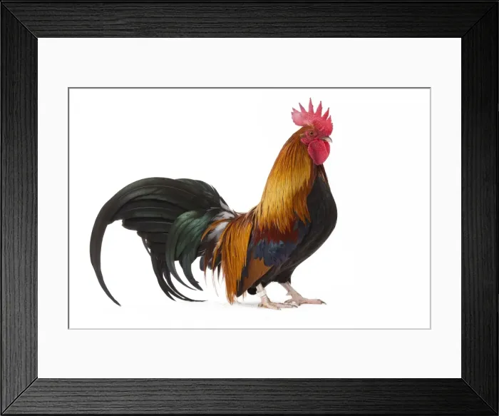 Framed Print : Picture No. 11771546 Framed Print : Picture No. 11771546