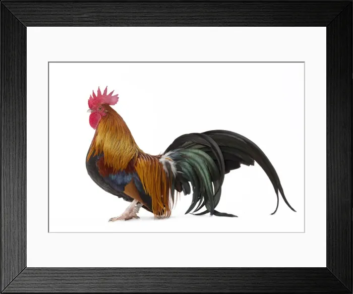 Framed Print : Picture No. 11771548 Framed Print : Picture No. 11771548