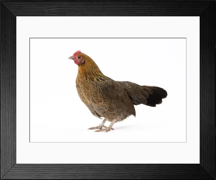 Framed Print : Picture No. 11771549 Framed Print : Picture No. 11771549
