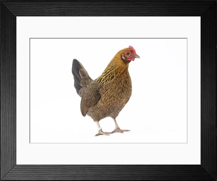Framed Print : Picture No. 11771550 Framed Print : Picture No. 11771550