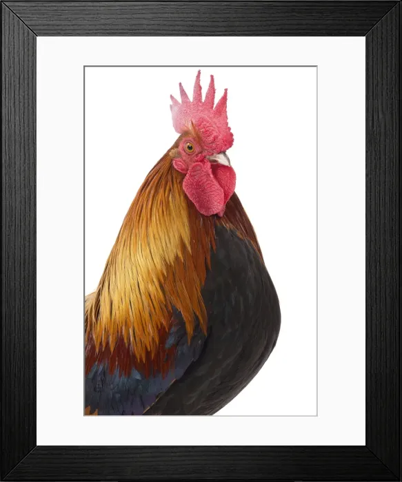 Framed Print : Picture No. 11771547 Framed Print : Picture No. 11771547