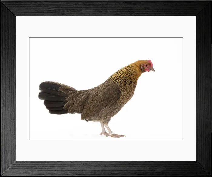 Framed Print : Picture No. 11771551 Framed Print : Picture No. 11771551