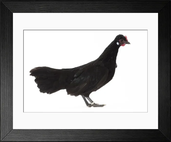 Framed Print : Picture No. 11771552 Framed Print : Picture No. 11771552