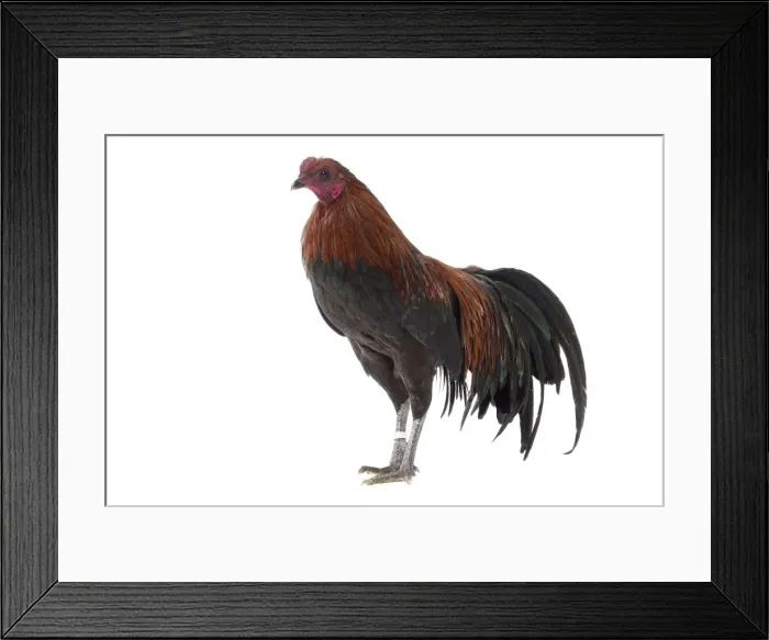 Framed Print : Picture No. 11771553 Framed Print : Picture No. 11771553