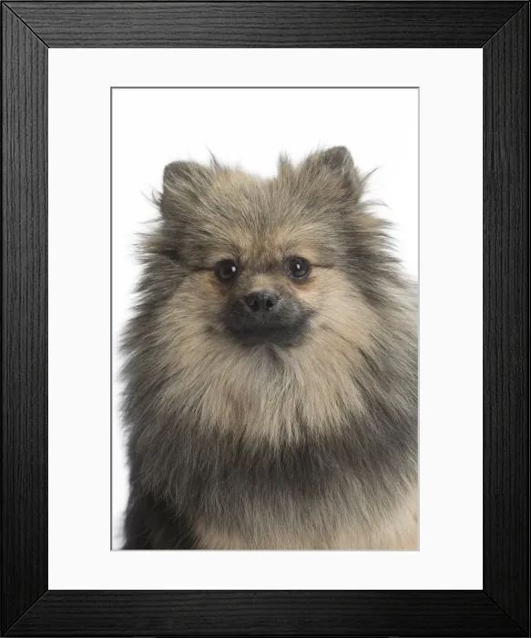 Framed Print : Picture No. 11771555 Framed Print : Picture No. 11771555