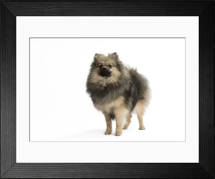 Framed Print : Picture No. 11771557 Framed Print : Picture No. 11771557