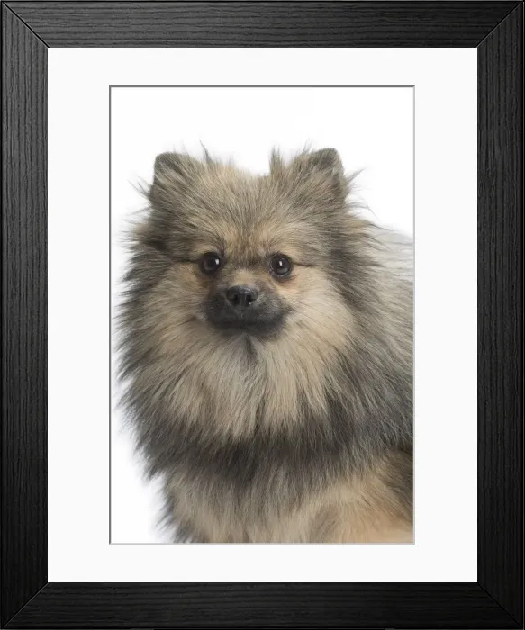 Framed Print : Picture No. 11771556 Framed Print : Picture No. 11771556