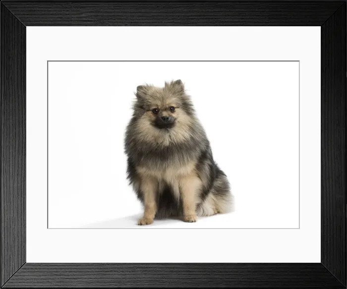 Framed Print : Picture No. 11771558 Framed Print : Picture No. 11771558