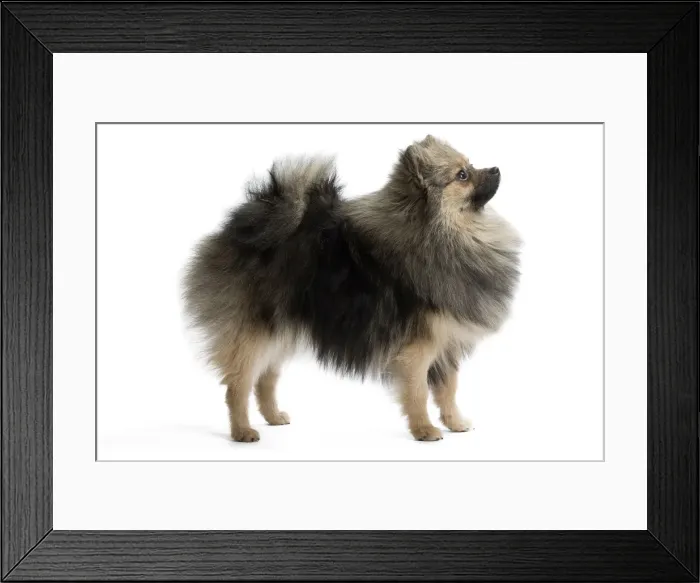 Framed Print : Picture No. 11771559 Framed Print : Picture No. 11771559