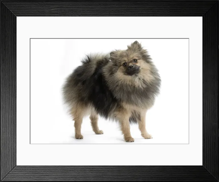 Framed Print : Picture No. 11771560 Framed Print : Picture No. 11771560