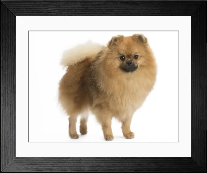 Framed Print : Picture No. 11771562 Framed Print : Picture No. 11771562