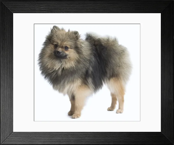 Framed Print : Picture No. 11771561 Framed Print : Picture No. 11771561