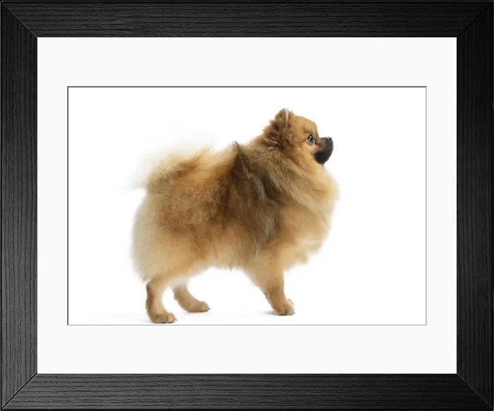 Framed Print : Picture No. 11771563 Framed Print : Picture No. 11771563