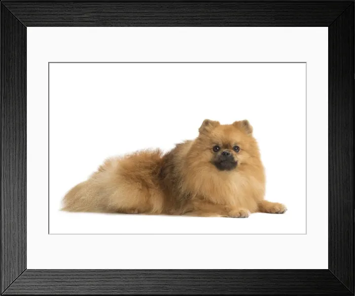Framed Print : Picture No. 11771565 Framed Print : Picture No. 11771565