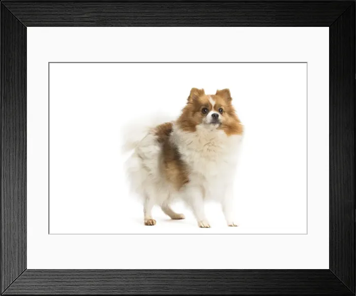 Framed Print : Picture No. 11771566 Framed Print : Picture No. 11771566