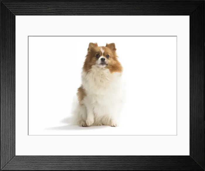 Framed Print : Picture No. 11771567 Framed Print : Picture No. 11771567