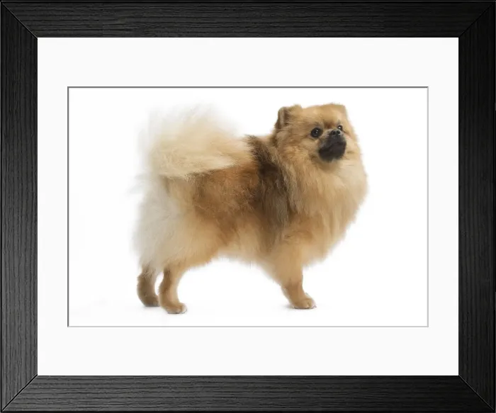 Framed Print : Picture No. 11771564 Framed Print : Picture No. 11771564