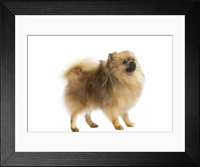 Framed Print : Picture No. 11771569 Framed Print : Picture No. 11771569