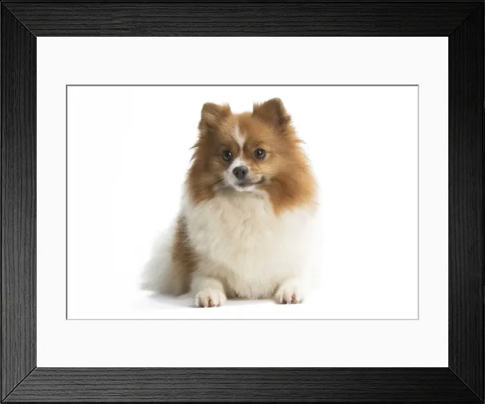 Framed Print : Picture No. 11771568 Framed Print : Picture No. 11771568
