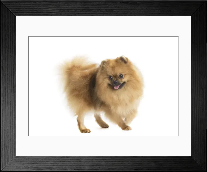 Framed Print : Picture No. 11771570 Framed Print : Picture No. 11771570