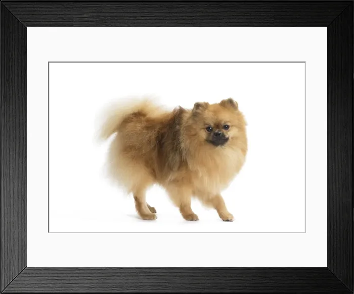 Framed Print : Picture No. 11771571 Framed Print : Picture No. 11771571