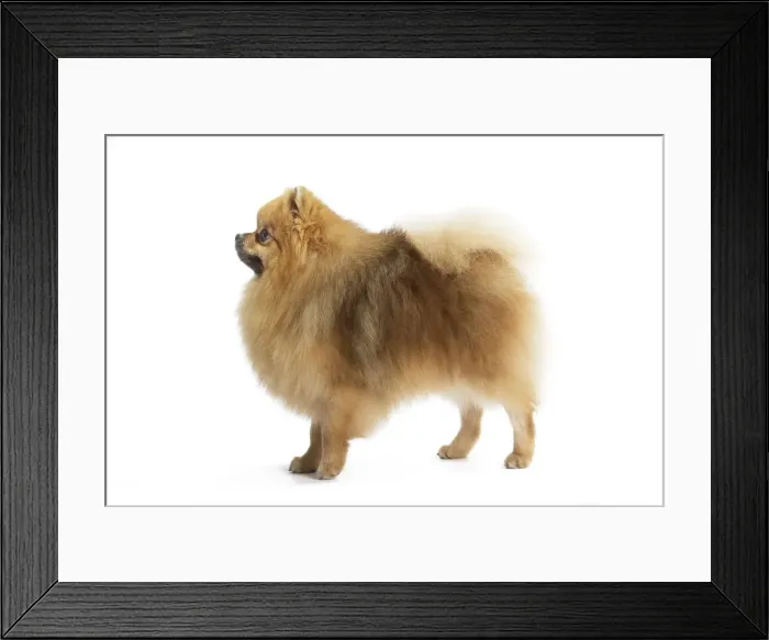Framed Print : Picture No. 11771572 Framed Print : Picture No. 11771572